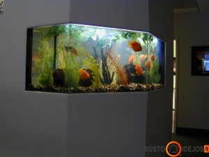 Sienoje įmontuotas didelis gėlavandenis akvariumas